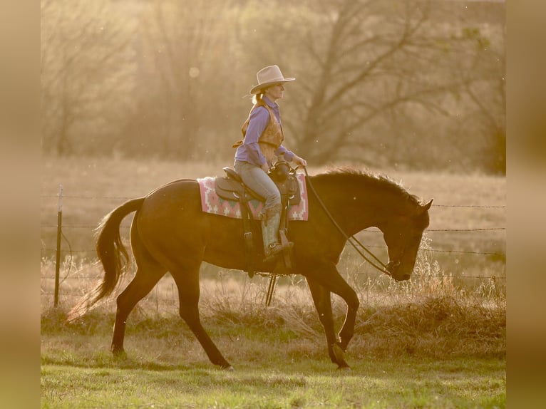 American Quarter Horse Castrone 10 Anni 163 cm Baio ciliegia in Athens