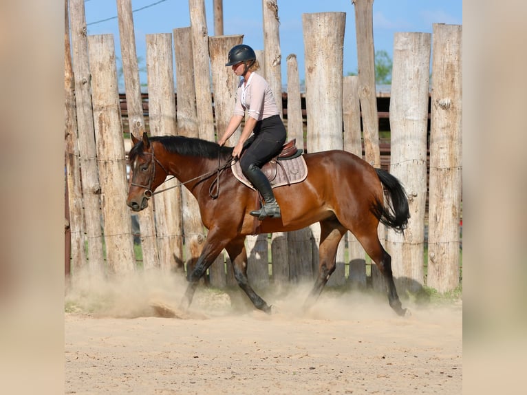 American Quarter Horse Castrone 10 Anni 163 cm Baio ciliegia in Athens