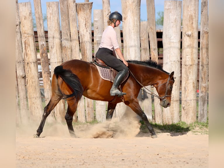 American Quarter Horse Castrone 10 Anni 163 cm Baio ciliegia in Athens