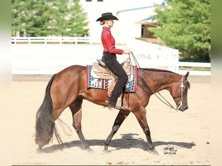 American Quarter Horse Castrone 10 Anni 163 cm Baio ciliegia in Athens