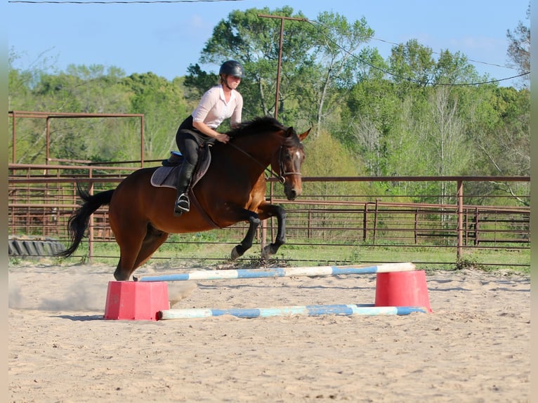 American Quarter Horse Castrone 10 Anni 163 cm Baio ciliegia in Athens