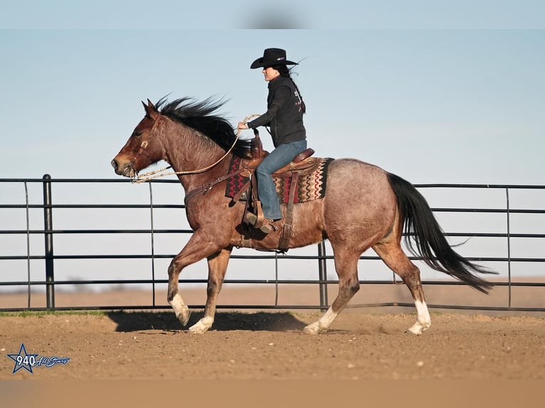 American Quarter Horse Castrone 10 Anni 163 cm Baio roano in Addison, TX