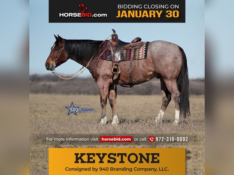 American Quarter Horse Castrone 10 Anni 163 cm Baio roano in Addison, TX
