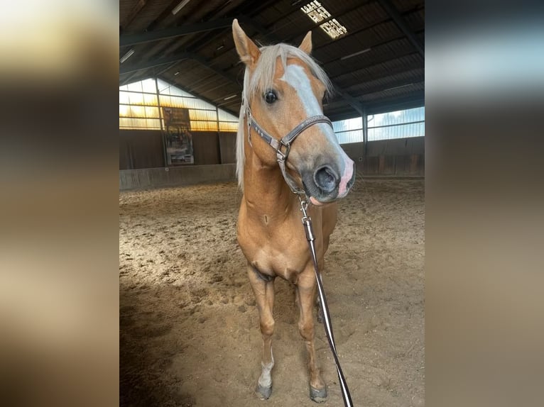 American Quarter Horse Castrone 10 Anni 163 cm Champagne in Bensheim