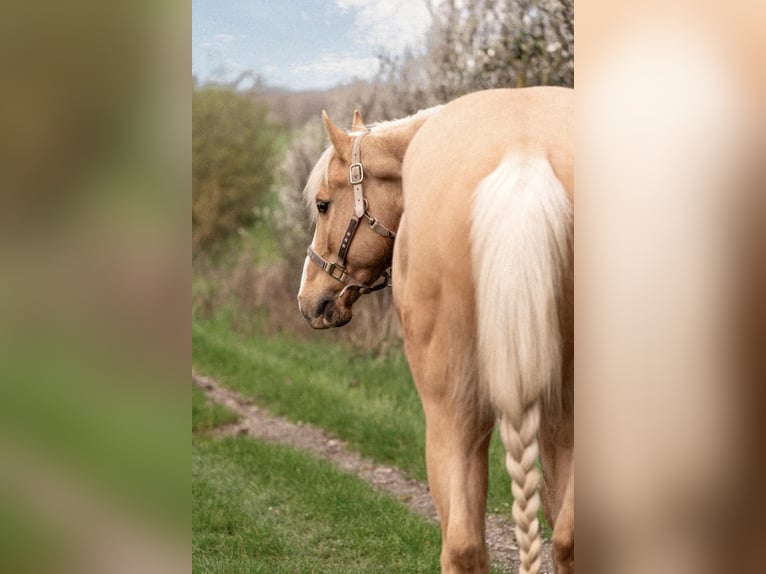 American Quarter Horse Castrone 10 Anni 163 cm Champagne in Bensheim