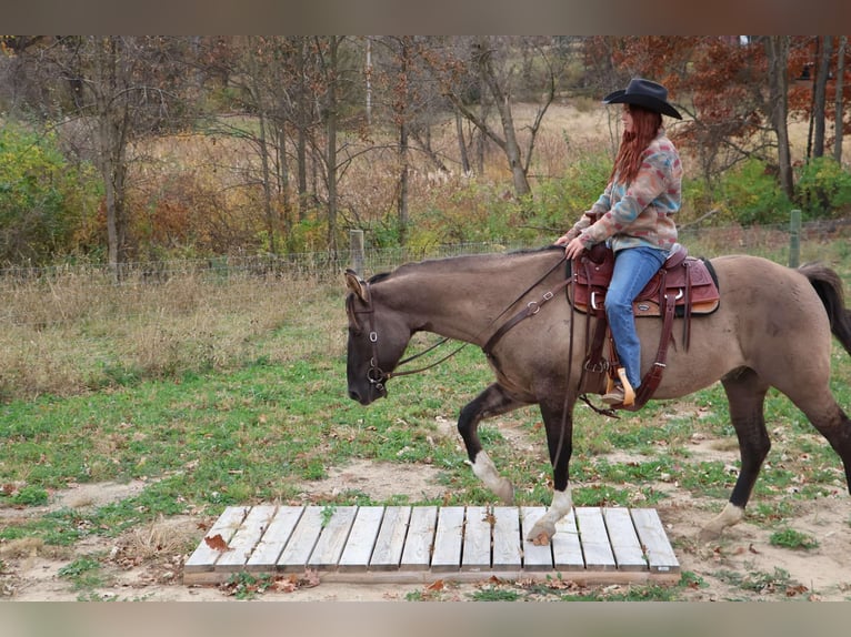 American Quarter Horse Castrone 10 Anni 163 cm Grullo in Howell MI