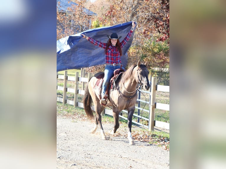 American Quarter Horse Castrone 10 Anni 163 cm Grullo in Howell MI