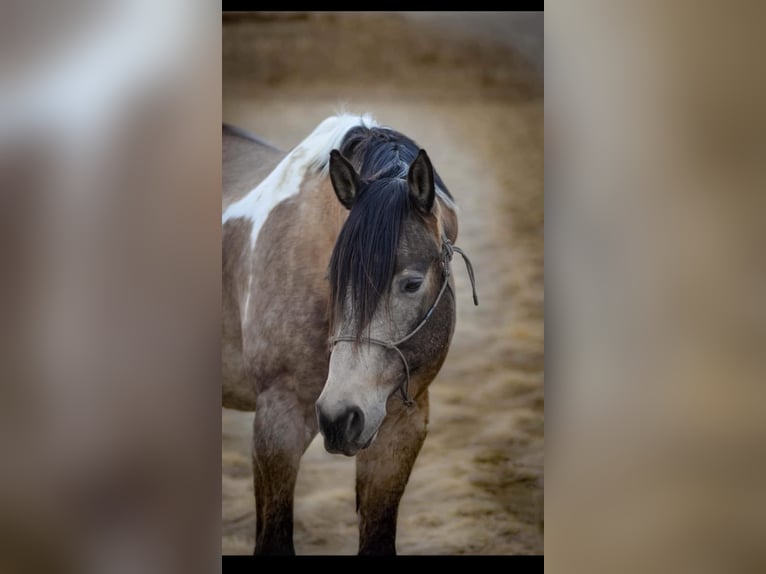 American Quarter Horse Castrone 10 Anni 163 cm Pelle di daino in Fort Collins CO