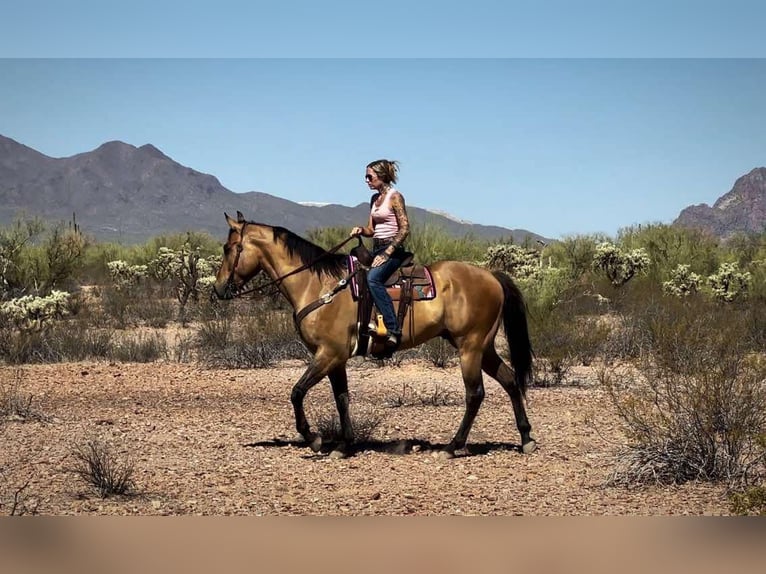 American Quarter Horse Castrone 10 Anni 163 cm Pelle di daino in Marana AZ
