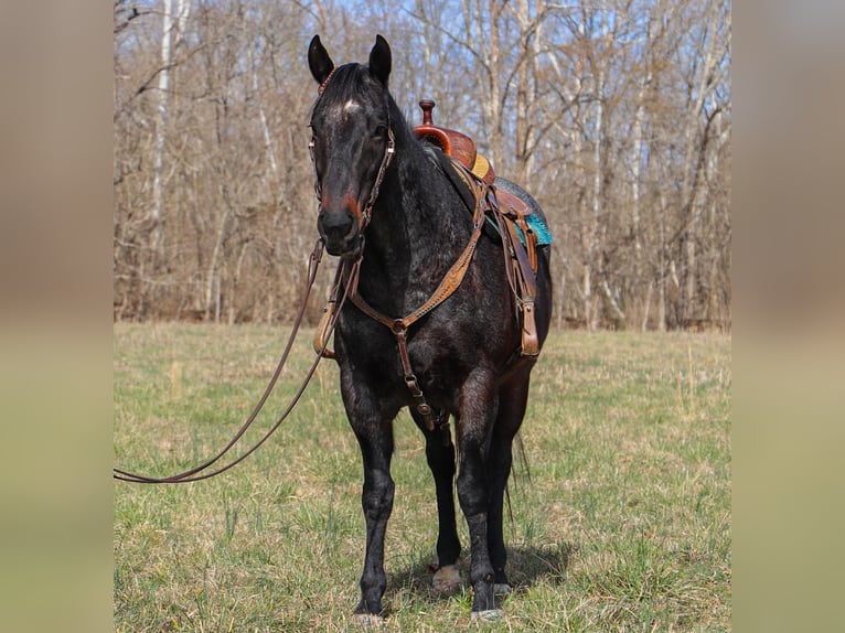 American Quarter Horse Castrone 10 Anni 163 cm Roano blu in Hillsboro KY