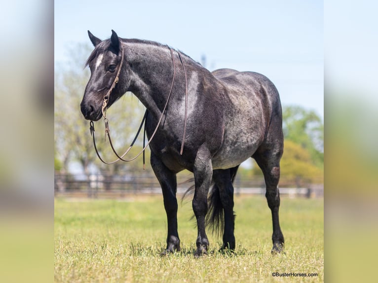 American Quarter Horse Castrone 10 Anni 163 cm Roano blu in Weatherford TX