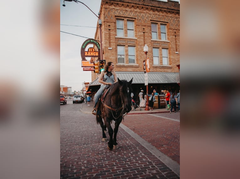 American Quarter Horse Castrone 10 Anni 163 cm Roano blu in Weatherford TX