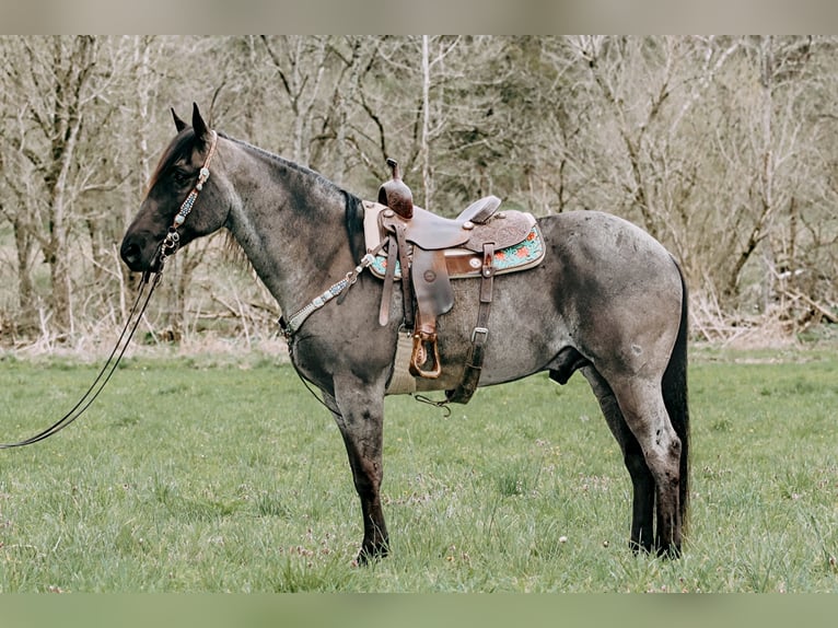 American Quarter Horse Castrone 10 Anni 163 cm Roano blu in Tilton, KY