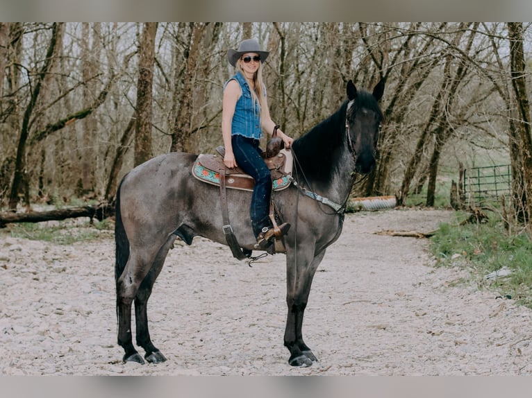 American Quarter Horse Castrone 10 Anni 163 cm Roano blu in Tilton, KY