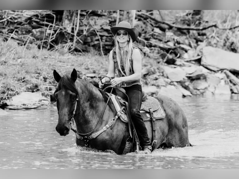 American Quarter Horse Castrone 10 Anni 163 cm Roano blu in Tilton, KY