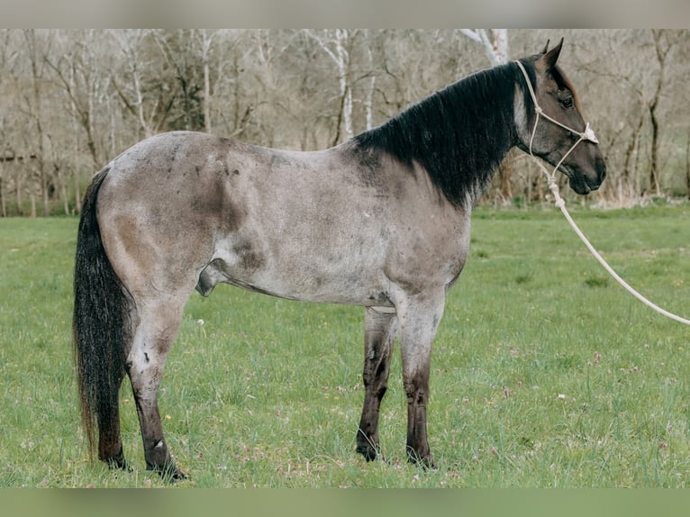 American Quarter Horse Castrone 10 Anni 163 cm Roano blu in Tilton, KY