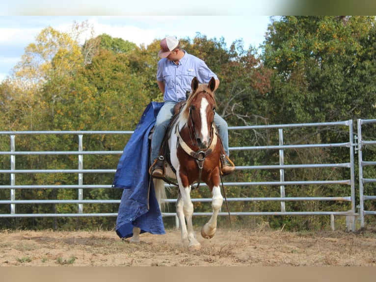 American Quarter Horse Castrone 10 Anni 163 cm Sauro scuro in Cherryville NC