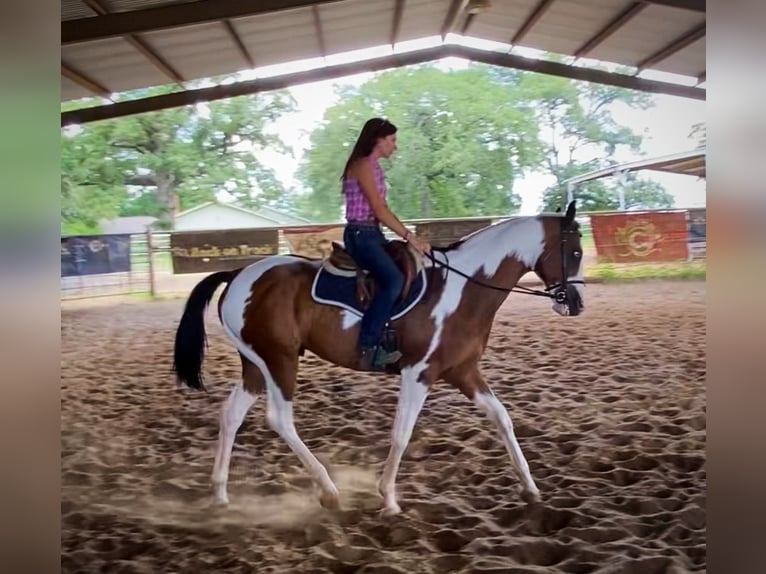 American Quarter Horse Castrone 10 Anni 163 cm Tobiano-tutti i colori in Grapeland TX