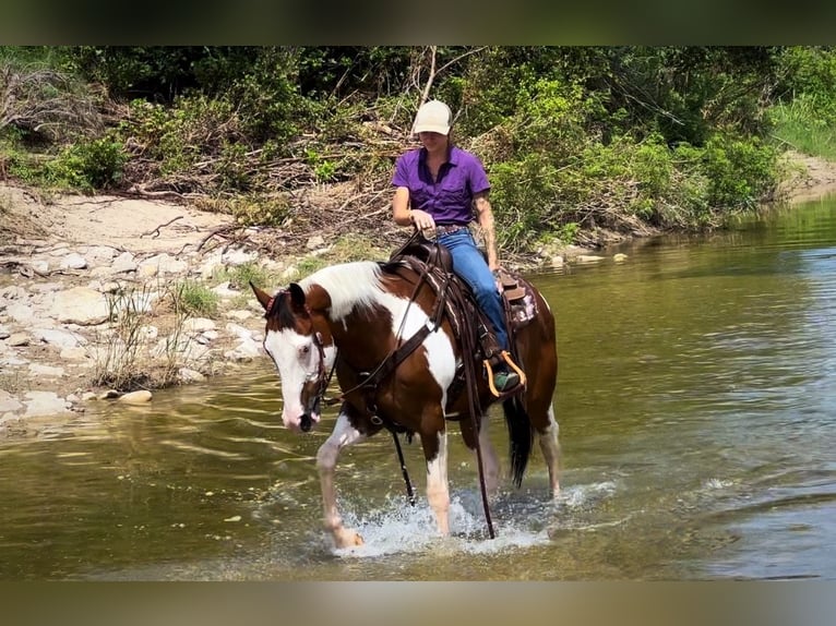 American Quarter Horse Castrone 10 Anni 163 cm Tobiano-tutti i colori in Grapeland TX