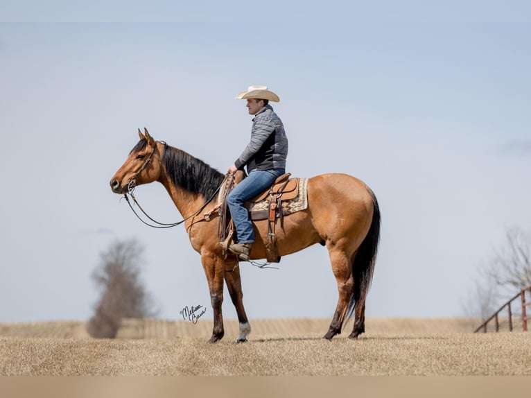 American Quarter Horse Castrone 10 Anni 163 cm Tobiano-tutti i colori in river falls WI