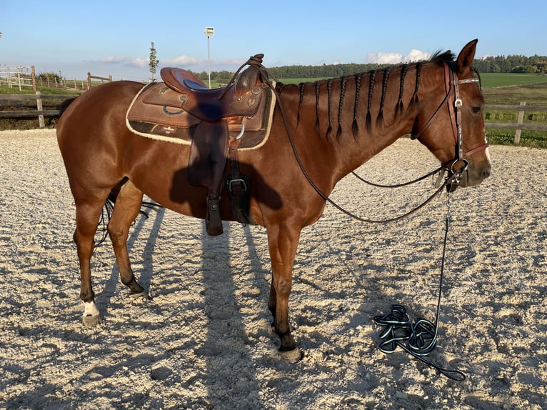 American Quarter Horse Castrone 10 Anni 165 cm Baio in plzen