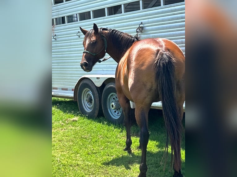 American Quarter Horse Castrone 10 Anni 165 cm Baio ciliegia in Guthrie OK