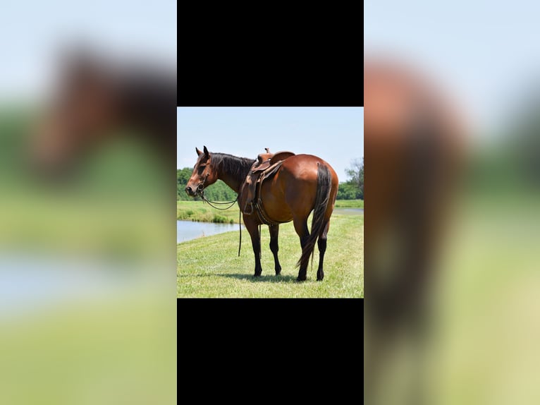 American Quarter Horse Castrone 10 Anni 165 cm Baio ciliegia in Guthrie OK