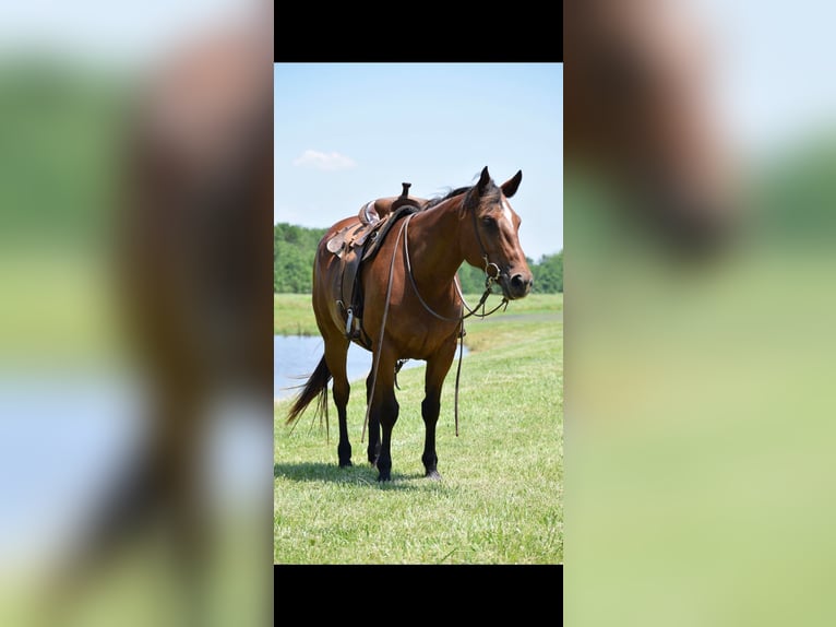 American Quarter Horse Castrone 10 Anni 165 cm Baio ciliegia in Guthrie OK