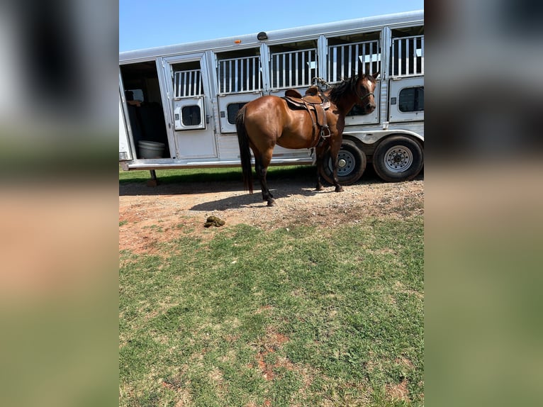 American Quarter Horse Castrone 10 Anni 165 cm Baio ciliegia in Guthrie OK