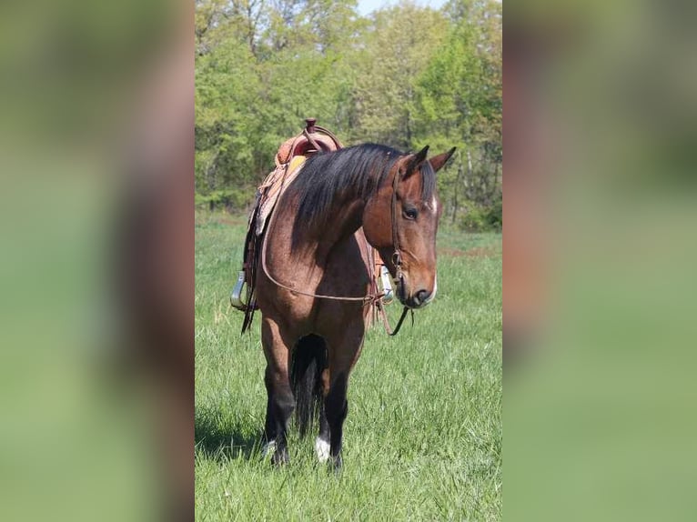 American Quarter Horse Castrone 10 Anni 165 cm Baio roano in Charleston IL