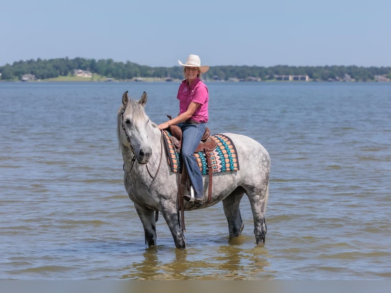 American Quarter Horse Castrone 10 Anni 165 cm Grigio pezzato in Huntsville TX