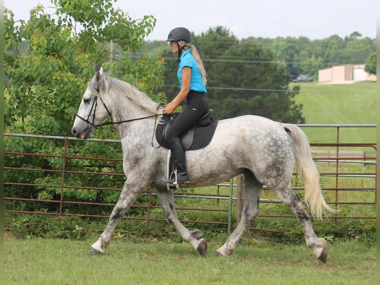 American Quarter Horse Castrone 10 Anni 165 cm Grigio pezzato in Huntsville TX