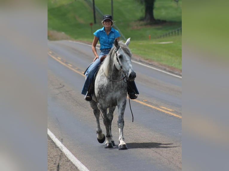 American Quarter Horse Castrone 10 Anni 165 cm Grigio pezzato in Huntsville TX