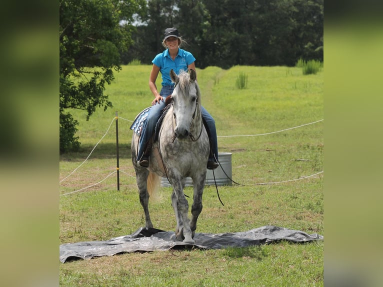 American Quarter Horse Castrone 10 Anni 165 cm Grigio pezzato in Huntsville TX