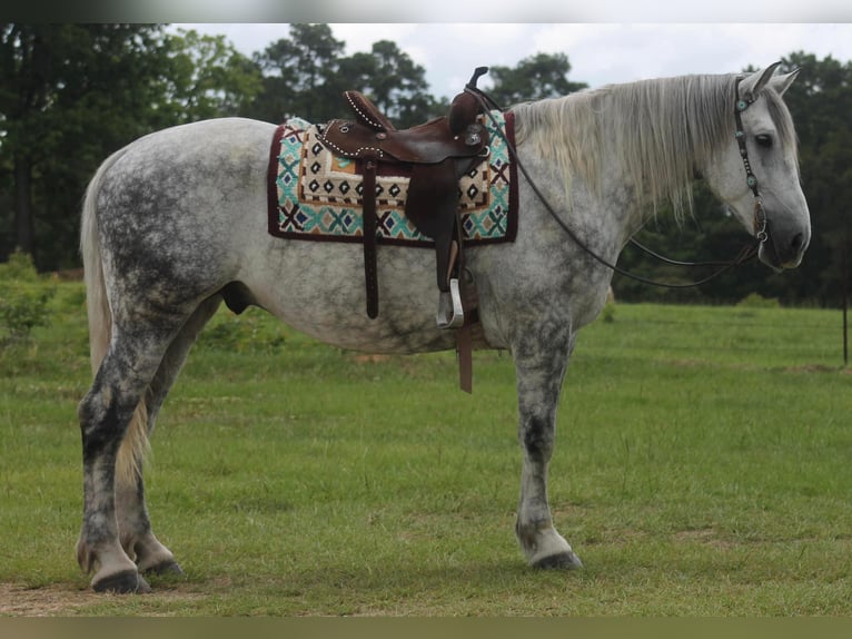 American Quarter Horse Castrone 10 Anni 165 cm Grigio pezzato in Huntsville TX