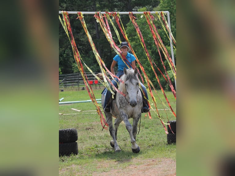 American Quarter Horse Castrone 10 Anni 165 cm Grigio pezzato in Huntsville TX