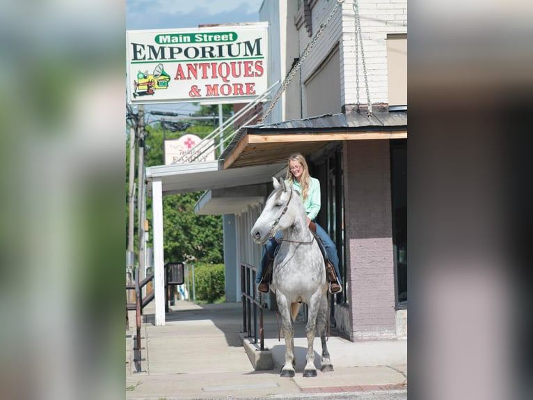 American Quarter Horse Castrone 10 Anni 165 cm Grigio pezzato in Huntsville TX