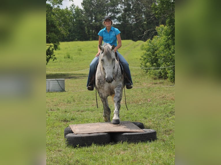 American Quarter Horse Castrone 10 Anni 165 cm Grigio pezzato in Huntsville TX