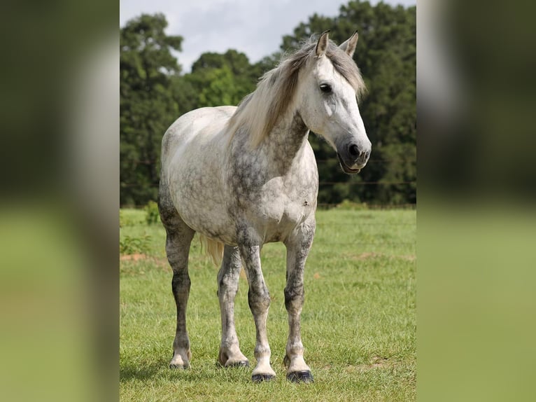 American Quarter Horse Castrone 10 Anni 165 cm Grigio pezzato in Huntsville TX