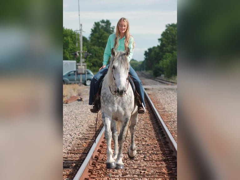 American Quarter Horse Castrone 10 Anni 165 cm Grigio pezzato in Huntsville TX