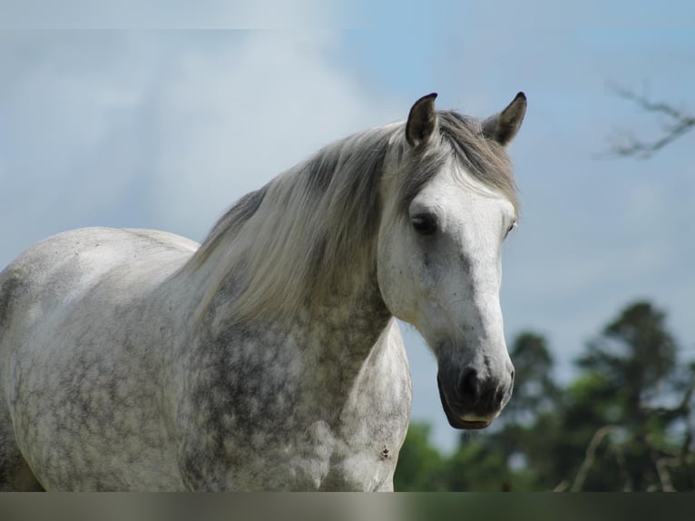 American Quarter Horse Castrone 10 Anni 165 cm Grigio pezzato in Huntsville TX