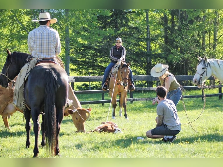 American Quarter Horse Castrone 10 Anni 165 cm Pelle di daino in Goshen OH