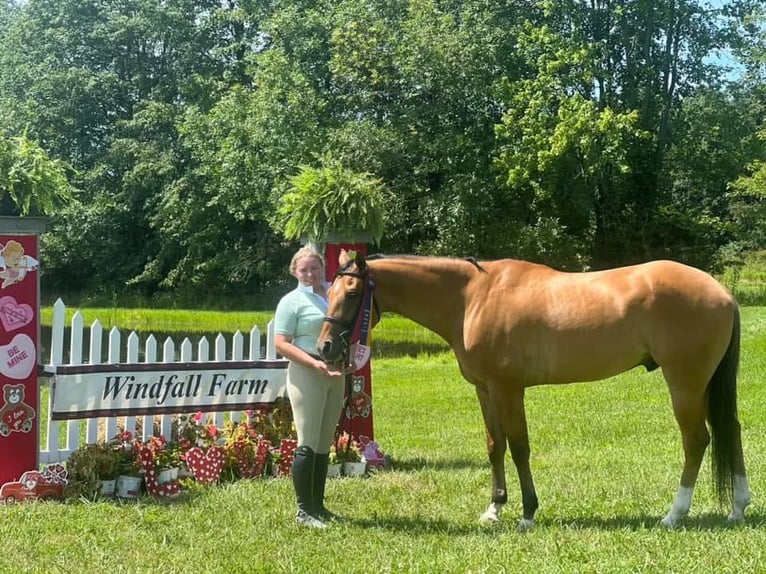 American Quarter Horse Castrone 10 Anni 165 cm Pelle di daino in Goshen OH