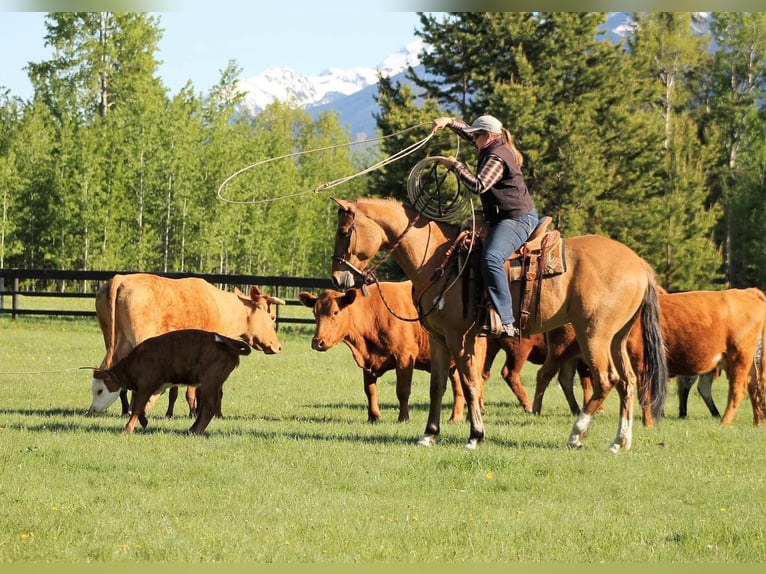 American Quarter Horse Castrone 10 Anni 165 cm Pelle di daino in Goshen OH