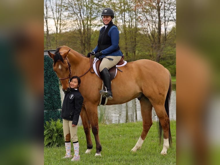 American Quarter Horse Castrone 10 Anni 165 cm Pelle di daino in Goshen OH