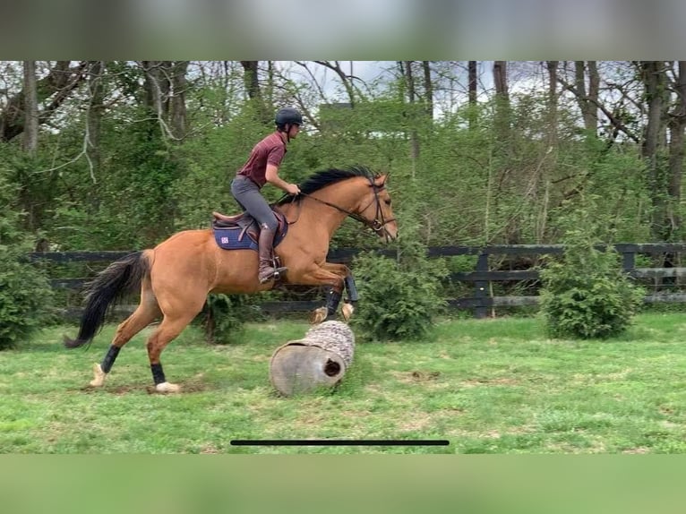 American Quarter Horse Castrone 10 Anni 165 cm Pelle di daino in Goshen OH