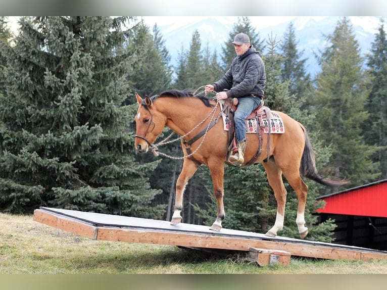 American Quarter Horse Castrone 10 Anni 165 cm Pelle di daino in Goshen OH