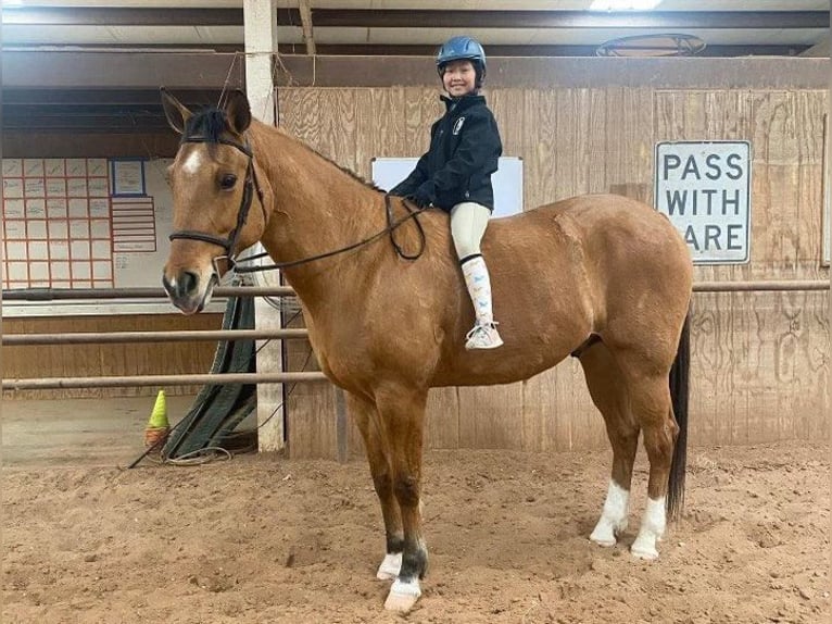 American Quarter Horse Castrone 10 Anni 165 cm Pelle di daino in Goshen OH