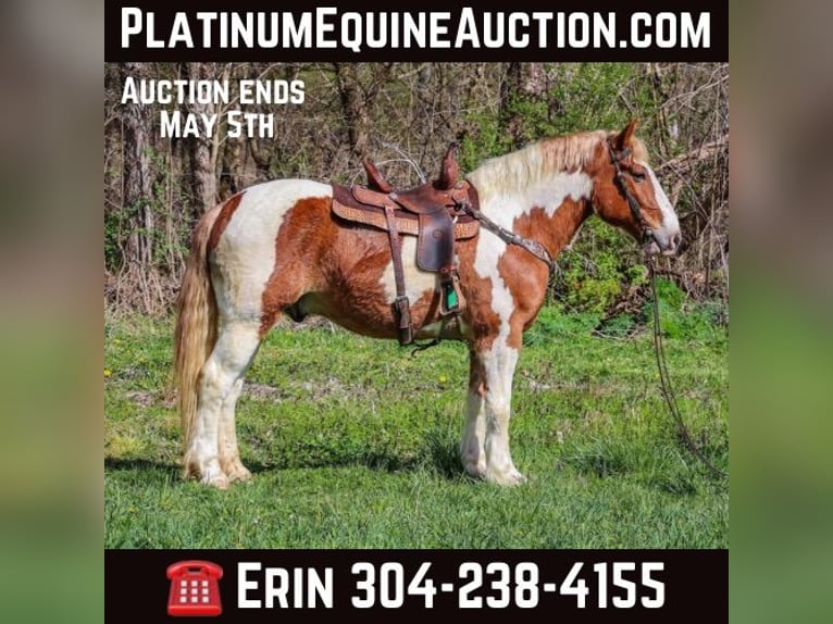 American Quarter Horse Castrone 10 Anni 165 cm Sauro scuro in Flemingsburg, ky