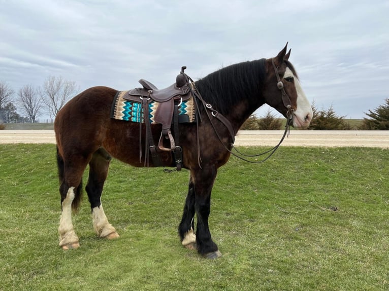 American Quarter Horse Castrone 10 Anni 173 cm Baio ciliegia in Hazelton IA